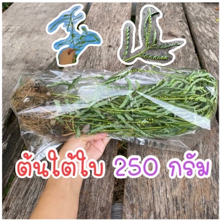 ต้นใต้ใบ ลูกใต้ใบ อาหารนก หญ้าใต้ใบ