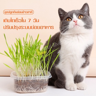 หญ้าแมวออร์แกนิค ครบชุด เมล็ด+ดิน+ถ้วย ชุดปลูกข้าวสาลี เมล็ดหญ้าแมว เมล็ดต้นข้าวสาลี ปลูกง่าย มีประโยชน์