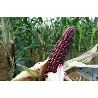 ชุดข้าวโพด 🌽เมล็ดพันธุ์ข้าวโพดทุกสายพันธุ์🌽 2-20 เมล็ด ปลูกง่าย 🚜พันธุ์แท้🚜 ผลผลิตเร็ว ราคาถูก 9บ. [10 แถม1คละได้]