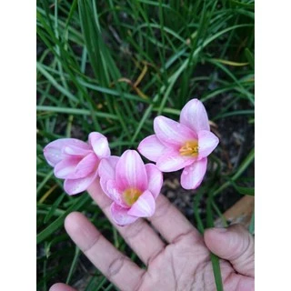 บัวดินสีทูโทนชมพูขาว สวีทฮาร์ท Z.Sweet heart