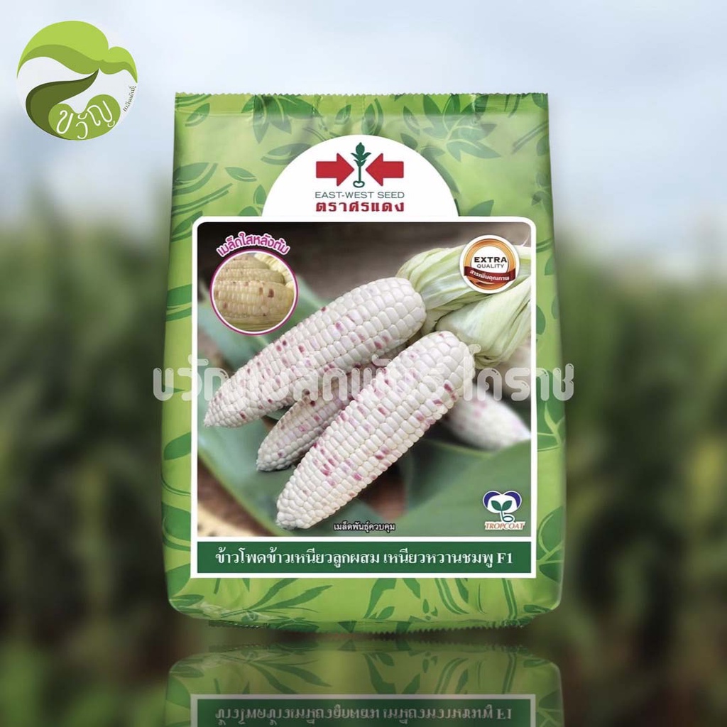 ข้าวโพด ข้าวเหนียวลูกผสม เหนียวหวานชมพู ตรา ศรแดง
