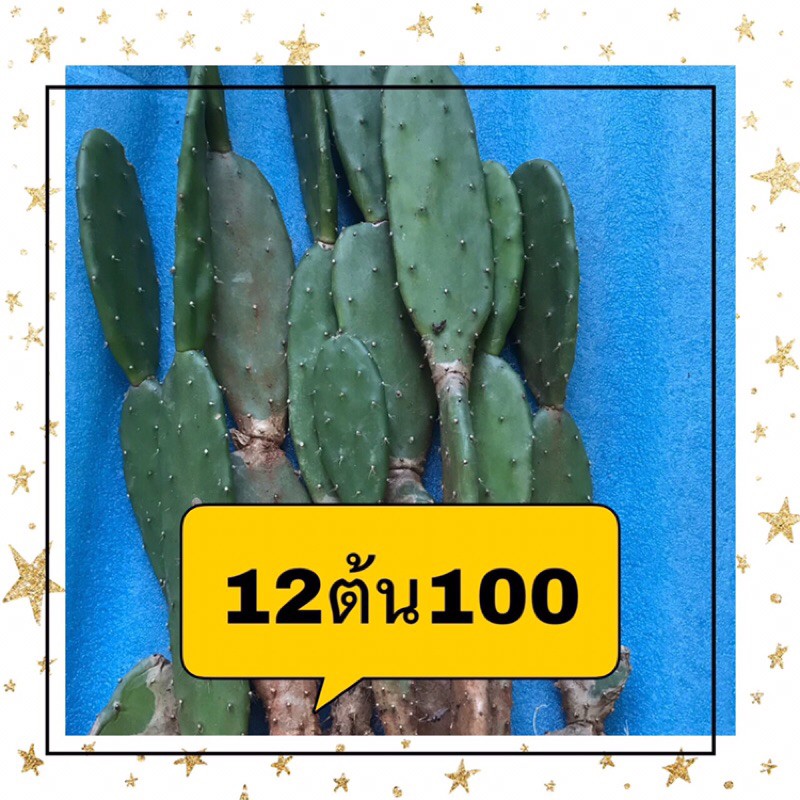 ต้นกระบองเพชรใบเสมาโอพันเทียมีรากต้นกระบองเพชรวินเทจ