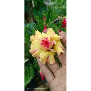 LELONG MURAH ADENIUM THAI RANDOM TANPA PASU儿童/香菜/园艺/木瓜/玫瑰/花园/种子/头饰/上衣/生菜/ HFHP