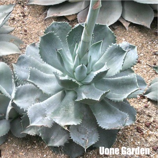 (shanzls)  Agave potatorum var. verschaffelti อกาเว่ โพเตโตรัม ( ตากรีดร้อง)ไม้อวบน้ำ Succulents