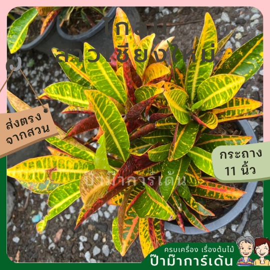 มุมมอง 2