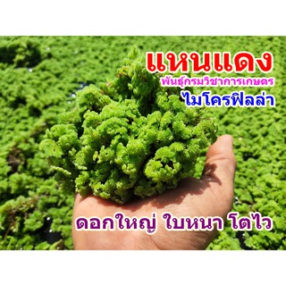 แหนแดง สายพันธุ์เกษตร ไมโครฟิลล่า