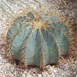 Cactus : Ferocactus Gluacescens (เฟอโรถังฟ้า)