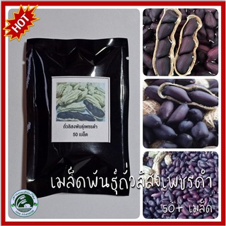 50 เมล็ด ถั่วลิสงเพชรดำ ถั่วลิสงผิวดำ (black peanuts) ถั่วลิสง ถั่วเพชรดำ เมล็ดพันธุ์ถั่วลิสงเพชรดำ