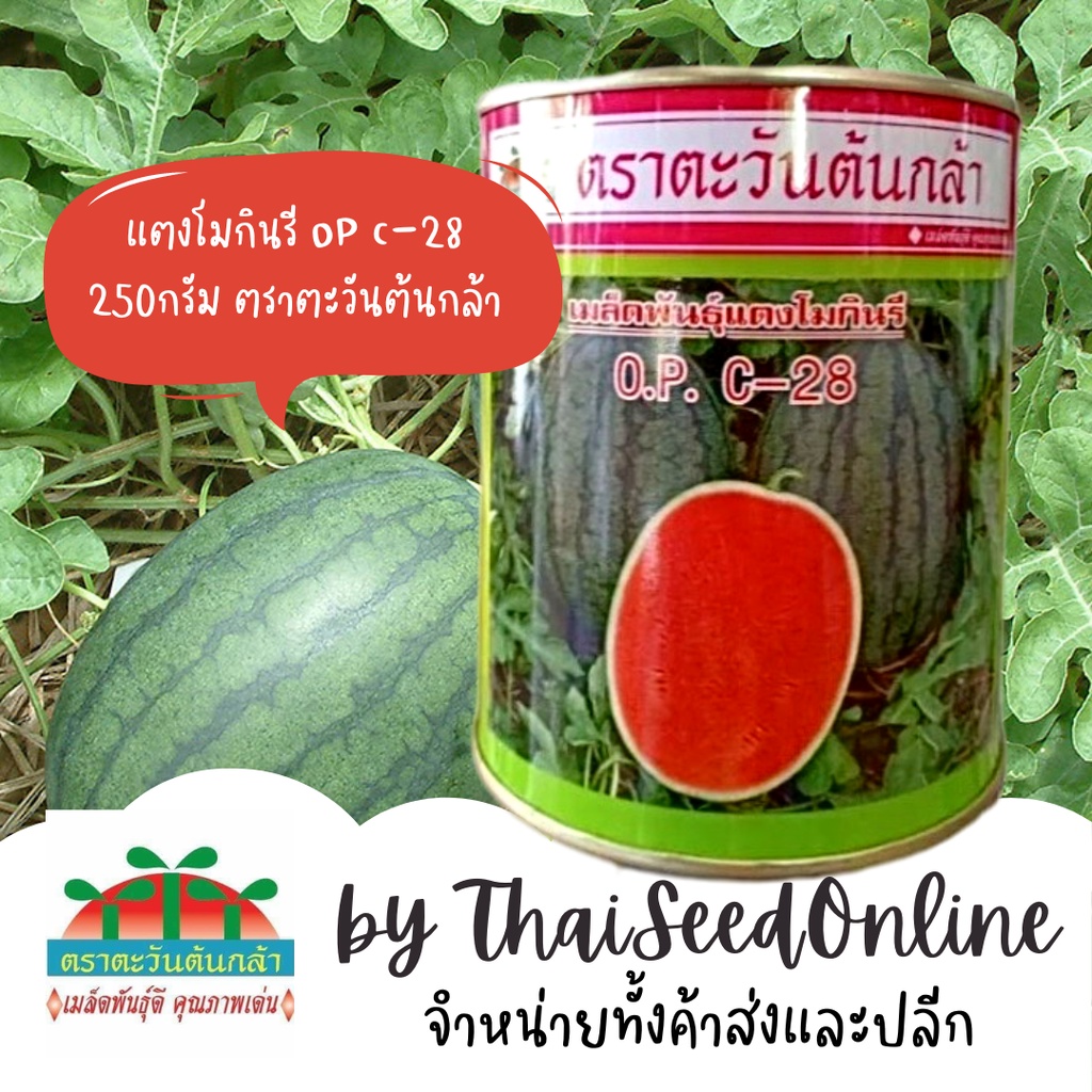 ADV Exp. 2/70 กป 250กรัม เมล็ดพันธุ์ แตงโมกินรี OP C-28 ตราตะวันต้นกล้า Watermelon