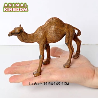 Animal Kingdom - โมเดลสัตว์ อูฐ หนอกเดียว ขนาด 14.50 CM (จากหาดใหญ่)