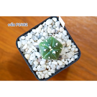 แอสโตรไฟตัม แอสทีเรียส 5พูแทรก (Astrophytum asterias fukuryu 5rips) แคคตัส