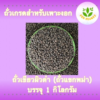 Forplants ถั่วเขียวผิวดำ ถั่วแขก ถั่วแขกพม่า บรรจุ1กิโลกรัม ถั่วเพาะงอก ถั่วแขกเพาะงอก ดัขนีการงอกสูง สำหรับ เพาะถั่วงอก