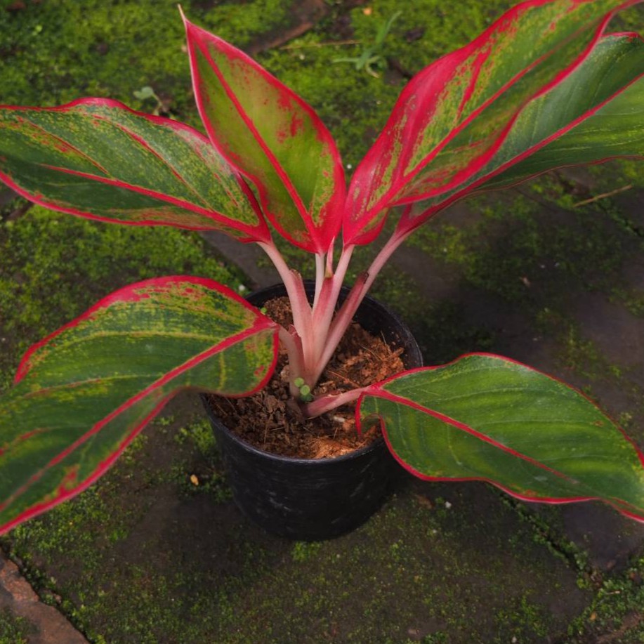 à¸• à¸™à¸£à¸§à¸¢à¸¥ à¸™à¸Ÿ à¸² Aglaonema Sp Ruaylonfa à¹„à¸¡ à¸›à¸£à¸°à¸