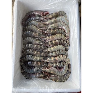 กุ้งลายเสือ จัมโบ้ ถูกที่สุด ยอดขายกว่า 2500โล สดไม่ฟรีซจากเรือโดยตรง รีวิวเพียบ ไม่ผิดหวังแน่นอน