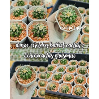 ถังทอง ไม้มงคล กระบองเพชร ไม้หนามถังทอง Golden barrel cactus Echinocactus grusonii