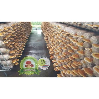 เห็ดหลินจือแดง G2 ออร์แกนิค อบแห้ง 35 กรัม ส่งตรงจากฟาร์ม (Lingzhi Red Mushroom Organic (Flower) 35G
