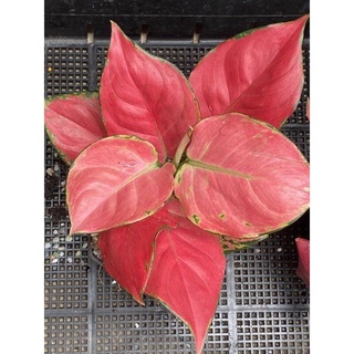 ซุปเปอร์ พิงค์ / ลัคกี้ พิ้งค์ กโกลนีมา Aglaonema Super pink Lucky Pink สูง 23 ซม. กระถาง 6 นิ้ว