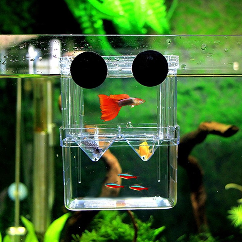 Double-Deck Clear Fish Breeding Isolation Box Guppy Mini Fish