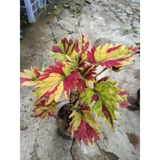 ฤาษีผสมใบสวยลายสวยสีสวยกระถาง2.5นิ้ว