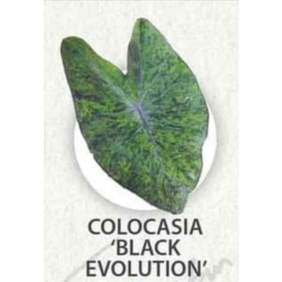 Colocasia-Black-Eyolution