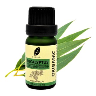 ORIGANIC น้ำมันหอมระเหยยูคาลิปตัสแท้ 100% EUCALYPTUS ESSENTIAL OIL  น้ำหอมอโรม่า คุณภาพพรีเมี่ยม ไม่เจือจาง ขนาด 10 ml