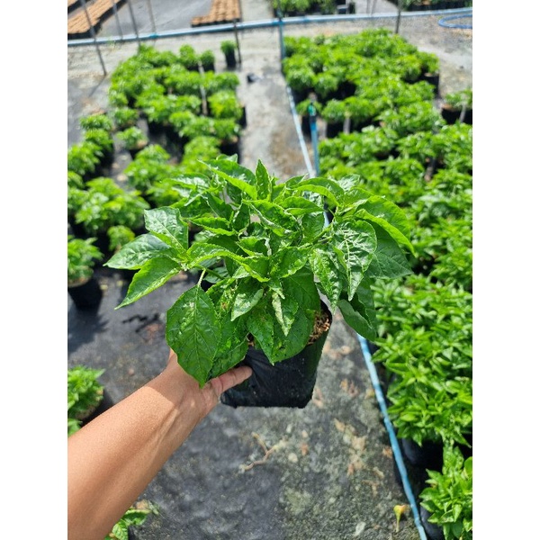 พริกขี้หนูสวน //📌ขั้นต่ำขอ2ต้นขึ้นไป คละกับผักอย่างอื่นได้ค่ะ - รูปที่ 3