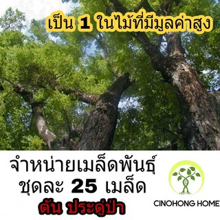 เมล็ดต้นประดู่ป่า 25 เมล็ด ต้นประดู่ป่า ไม้มงคล ไม้มูลค่าสูง ไม้เศรษฐกิจ ประดู่ป่า