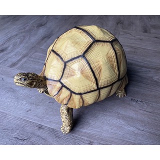 yniphora tortoise โมเดลเต่าเรซิ่น ยูนิฟอร่า