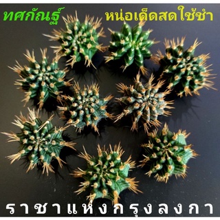 ทศกัณฐ์💥แท้⭐ราชาแห่งยักษ์ ไม้สะสม⭐🌵หน่อสำหรับชำ🌵ขนาด2และ3cm.