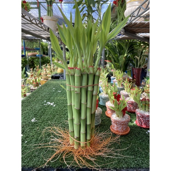 ไผ่กวนอิมแบบตัดยอดแตกหน่อ สูงรวมใบ20-30cm  เลี้ยงง่าย อยู่ได้นาน