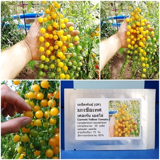 เมล็ดพันธุ์ มะเขือเทศ เคอเร้น เยลโล่ (Current Yellow Tomato Seed) บรรจุ 30 เมล็ด คุณภาพดี ราคาถูก ของแท้ 100%