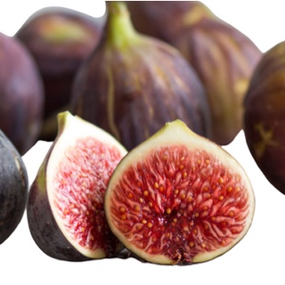 10 เมล็ด เมล็ดมะเดื่อฝรั่ง Figs สายพันธุ์ Bayer Violeta มะเดื่อฝรั่ง หรือ ลูกฟิก