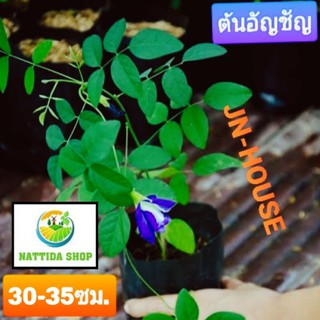 ต้นอัญชัน 30-35 ซม. อัญชัน ดอกอัญชัน