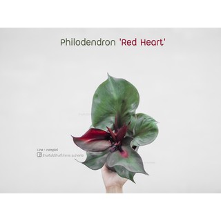 Philodendron Red Heart ฟิโลเดนดรอน เรดฮาร์ท