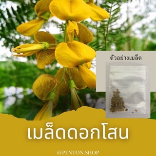 เมล็ดพันธุ์ดอกโสน 30 เมล็ด ขั่นต่ำโปรดสั่งสินค้าภายในร้าน30บาทขึ้นไป