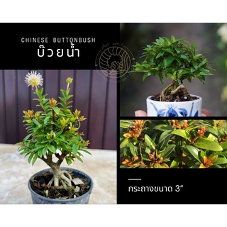 บ๊วยน้ำ บอนไซจิ๋ว🌱[Chinese buttonbush] กระถาง 3”โชว์ราก อายุ 8 เดือน