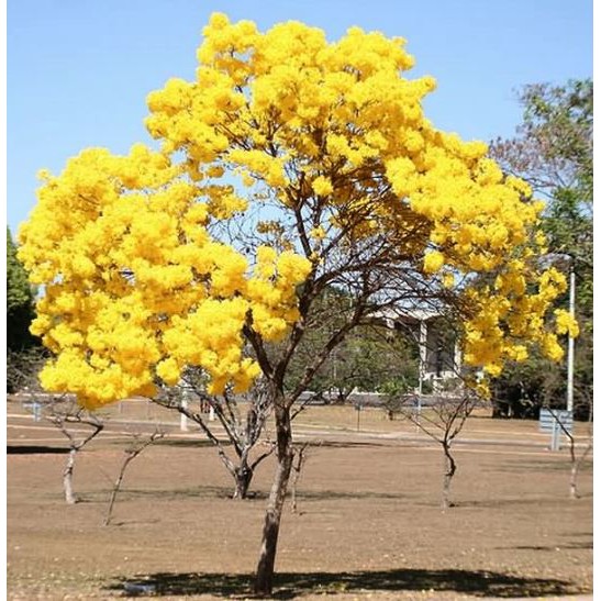 ต้นเหลืองปรีดียาธร ขนาดพร้อมส่ง 15-25 เซนติเมตร | Shopee Thailand
