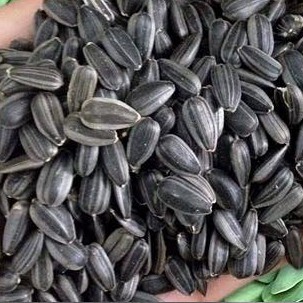 เมล็ดทานตะวัน 2 ชนิด เมล็ดลายไทย ของไทย และ เมล็ดดำลาย นำเข้าเมล็ดต้นอ่อนทานตะวัน เมล็ดเพาะงอก ราคา ถูกที่สุด ดีลบีเคเค แกลเลอรีภาพที่ 3