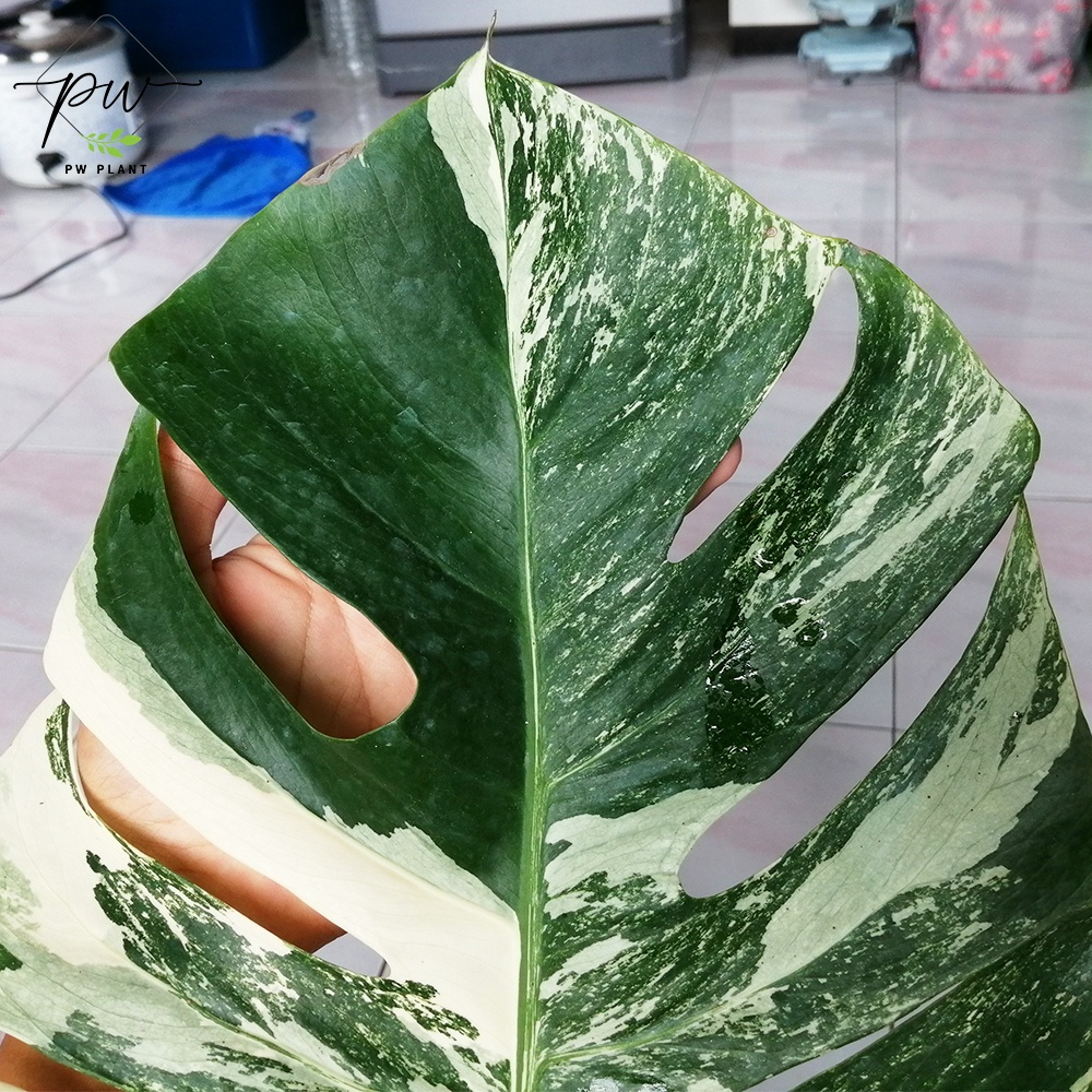 มอนสเตอร่า อัลโบ้ ด่าง ฮอลแลนด์ Monstera Albo Holland ลายวากิว ใบใหม่ฮา ...