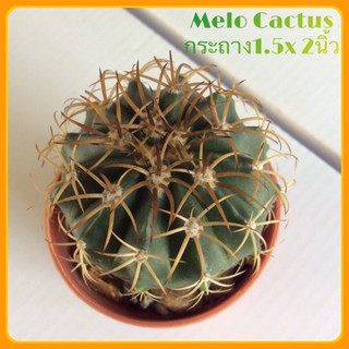 ✔️✔️Melo Cactus เมโลแคคตัส(พร้อมกระถาง)ต้นอวบน่ารัก(ล๊อตใหม่)