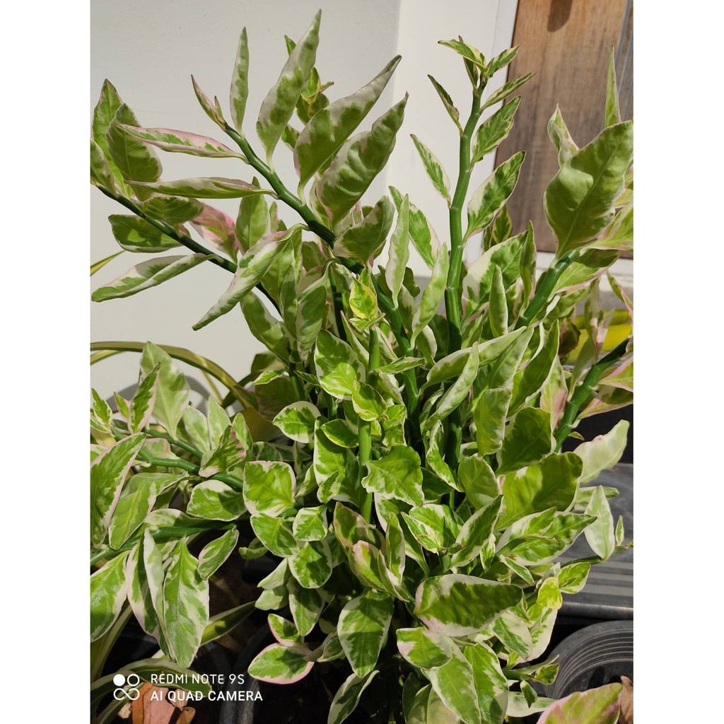 ต้นนกน้อยนำโชค ไม้มงคล ออกดอกคล้ายตัวนกน้อย    กิ่งละ 29 บาท - รูปที่ 2