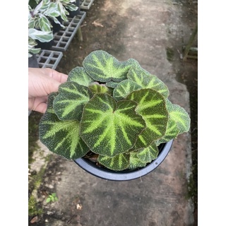 บีโกเนีย ลายกำมะหยี่ โดดเด่นที่ใบขนาดกระถาง 8 นิ้วจัดส่งทั้งกระถาง