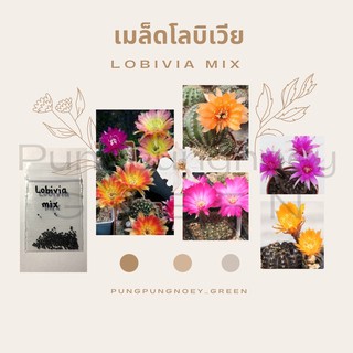 เมล็ดกระบองเพชร เมล็ดแคคตัส เมล็ด Lobivia mix 50 เมล็ด