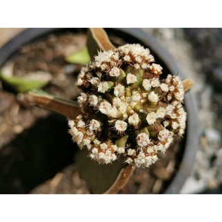 #4- ยิมโนมอนส์เตอร์ คริส ด่าง ไม้กราฟ Gymnocalycium cristata monster cactus แคคตัส กระบองเพชร ไม้อวบน้ำ ไม้กราฟ​