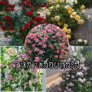 เมล็ดพันธุ์กุหลาบเลื้อยคละสี