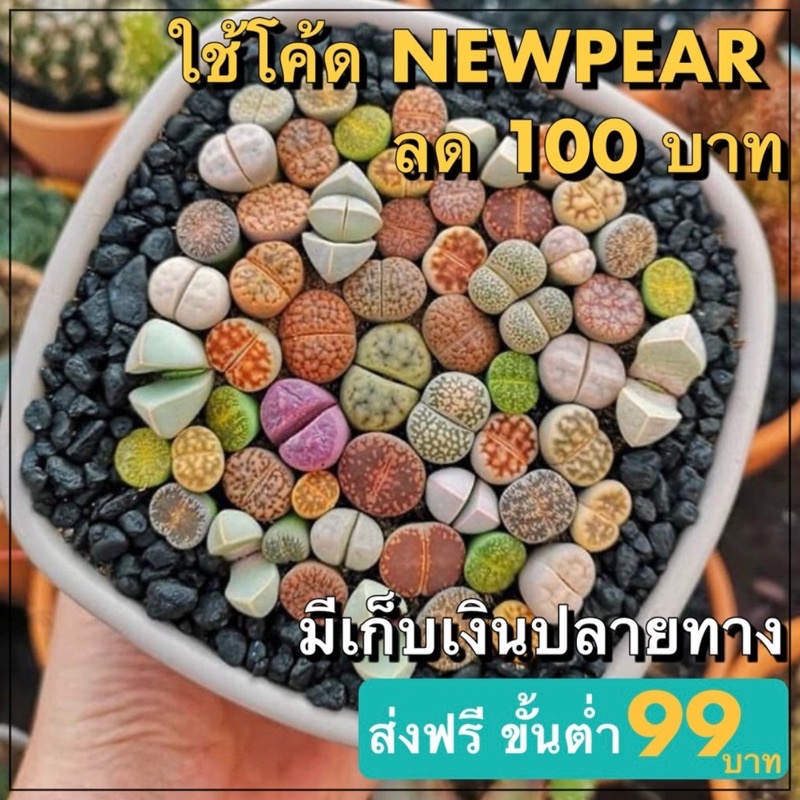 เมล็ดไลทอป Lithops คละพันธุ์ พร้อมส่ง