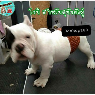 โอบิสุนัข สุนัขโต โอบิ XXL ไซบีเรีย บางแก้ว