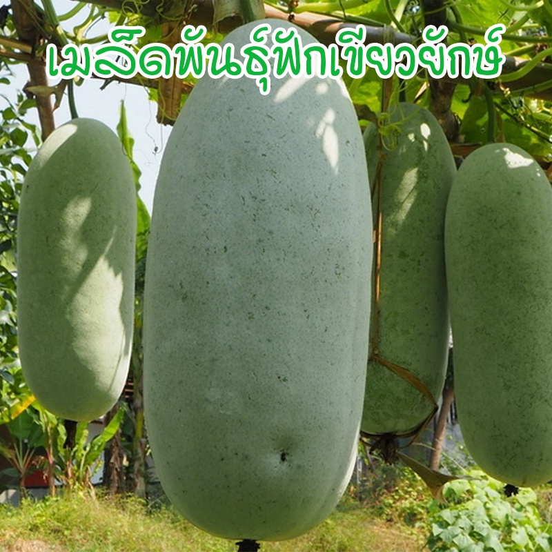 เมล็ดฟักเขียวยักษ์ ฟักใหญ่ ฟักเขียวใหญ่ เมล็ดคัดพิเศษ ปลูกง่าย 9-20 เมล็ด [ซื้อ 10 แถม 1 คละได้] ราคา ถูกที่สุด ดีลบีเคเค