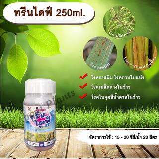 ทรีนไดฟ์ 250ml. ไดฟีโนโคนาโซล+โพรพิโคนาโซล สารกำจัดเชื้อรา โรคเมล็ดด่าง โรคราสนิม โรคใบจุดสีน้ำตาล โรคกาบใบแห้ง