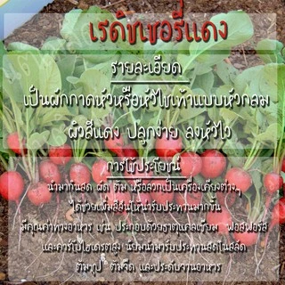 เมล็ดพันธุ์ เรดิชเชอรี่สีแดง 200 เมล็ด CherryBelleRadish Seed เมล็ดพันธุ์แท้ นำเข้าจากต่างประเทศ ปลูกผักสวนครัว ประหยัด